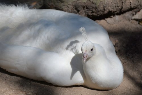 World of Birds Wildlife Sanctuary.